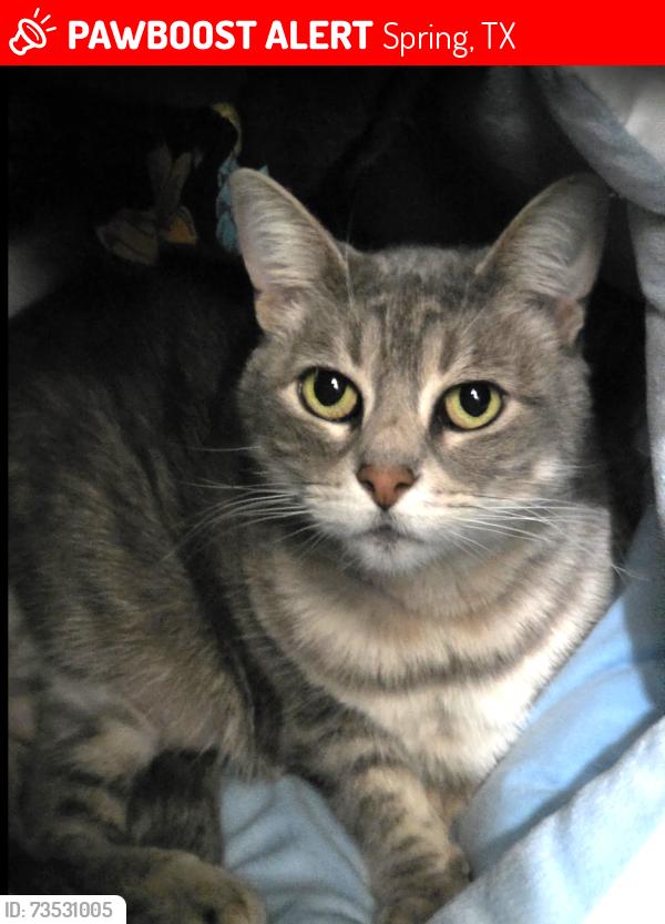 Lost Female Cat last seen Fox Hollow West, Spring, TX 77389