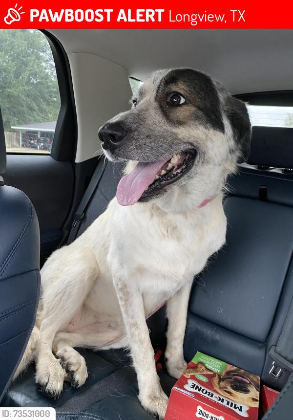 Lost Female Dog last seen Pine Tree rd and Loop 281, Longview, TX 75604