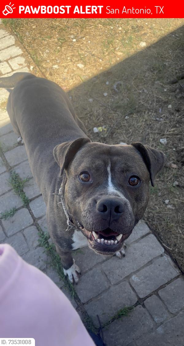 Lost Male Dog last seen Woodlawn lake, San Antonio, TX 78228
