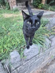 Found/Stray Male Cat last seen Georgia Ave Metro, Washington, DC 20010