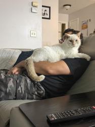 Lost Male Cat last seen Near king Phillip way Seffner fl, Seffner, FL 33584