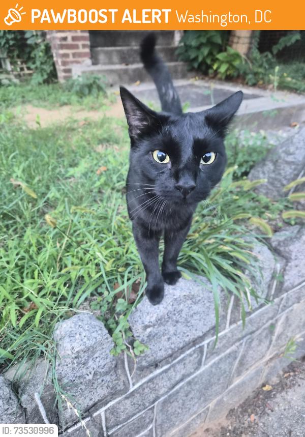 Found/Stray Male Cat last seen Georgia Ave Metro, Washington, DC 20010
