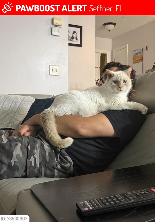 Lost Male Cat last seen Near king Phillip way Seffner fl, Seffner, FL 33584