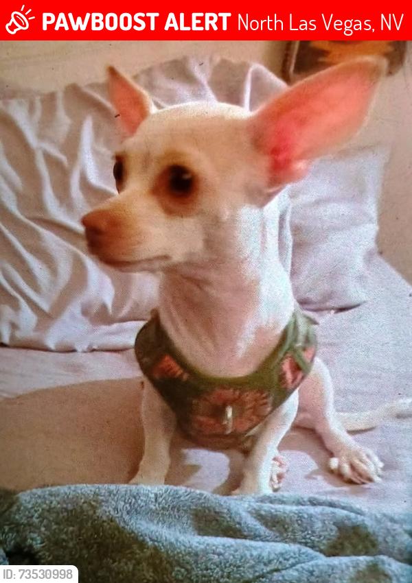 Lost Female Dog last seen Washburn and al Camino norte, North Las Vegas, NV 89031