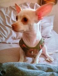 Lost Female Dog last seen Washburn and al Camino norte, North Las Vegas, NV 89031