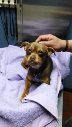 Lost Male Dog last seen Bravo supermarket , Children health care, Webster theater ,, Hartford, CT 06103