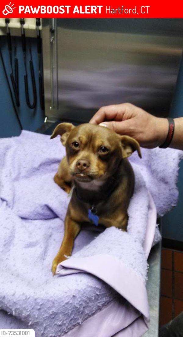 Lost Male Dog last seen Bravo supermarket , Children health care, Webster theater ,, Hartford, CT 06103