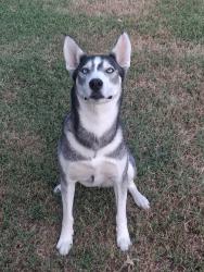 Reunited Female Dog last seen Anna St & West, Wichita, KS 67212