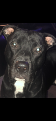 Lost Male Dog last seen Mercury dr and Edward road, Greensboro, GA 30642