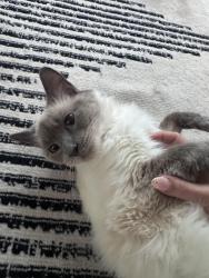 Reunited Female Cat last seen Somewhere around the first building in the University Hills apmts, Sioux Falls, SD 57107