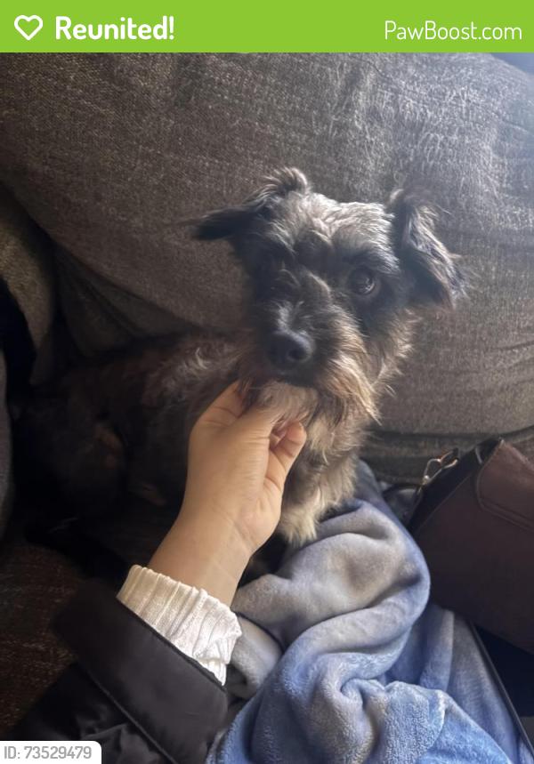 Reunited Male Dog last seen W ridge rd 30501, Gainesville, GA 30501