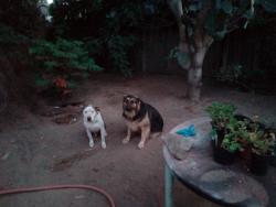 Reunited Male Dog last seen Hammer meadow Don, Stockton, CA 95207