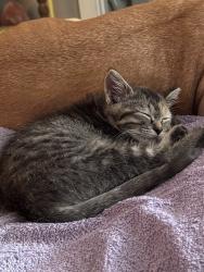 Reunited Female Cat last seen 19th and Garfield, Lincoln, NE 68502