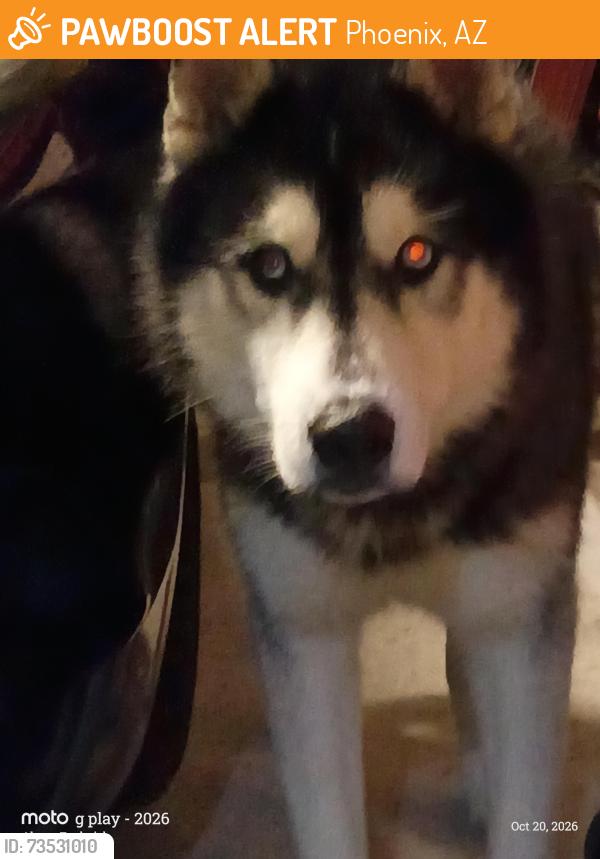 Found/Stray Male Dog last seen bell rd and 31st ave, Phoenix, AZ 85053