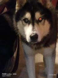 Found/Stray Male Dog last seen bell rd and 31st ave, Phoenix, AZ 85053