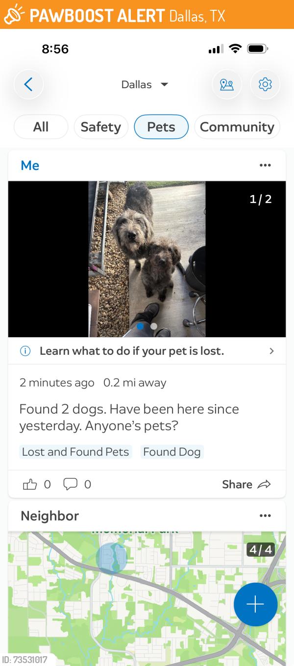 Found/Stray Unknown Dog last seen Haymarket, Dallas, TX 75217