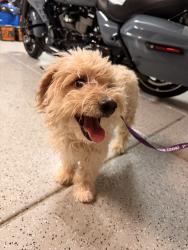 Reunited Male Dog last seen Royal Ranch, Surprise, AZ 85379, USA, Surprise, AZ 85379