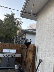 Found/Stray Unknown Cat last seen Wicklow, Winnipeg, MB R3T 2B6