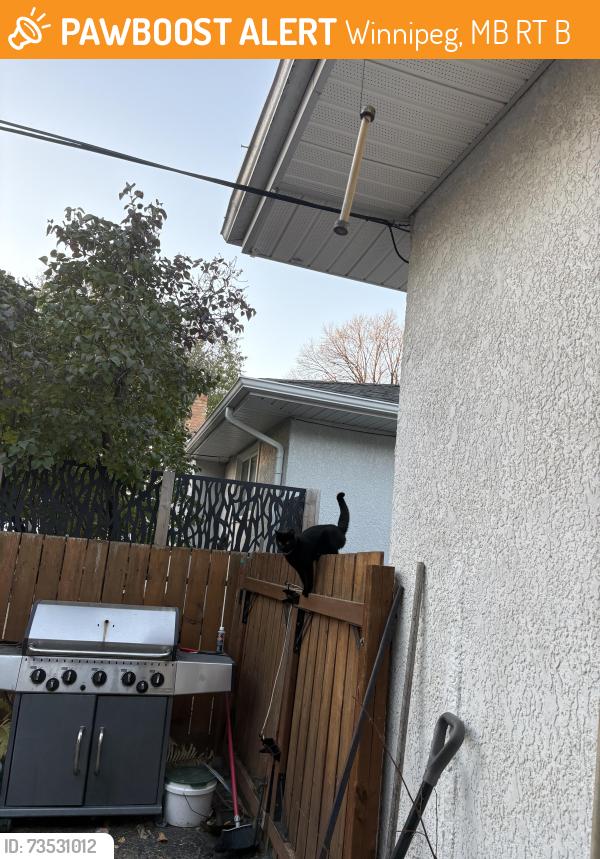 Found/Stray Unknown Cat last seen Wicklow, Winnipeg, MB R3T 2B6