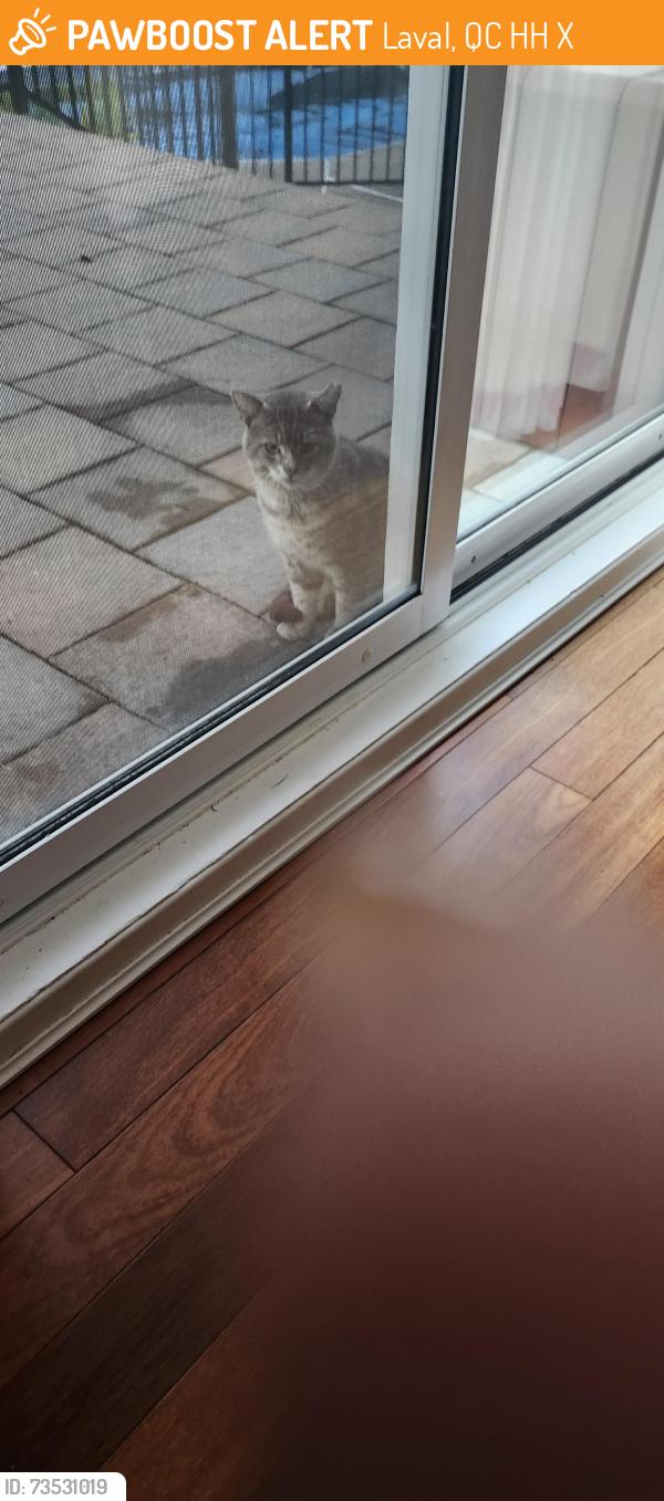 Found/Stray Male Cat last seen Saint Saens, Laval, QC H7H 2X6