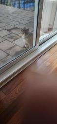 Found/Stray Male Cat last seen Saint Saens, Laval, QC H7H 2X6