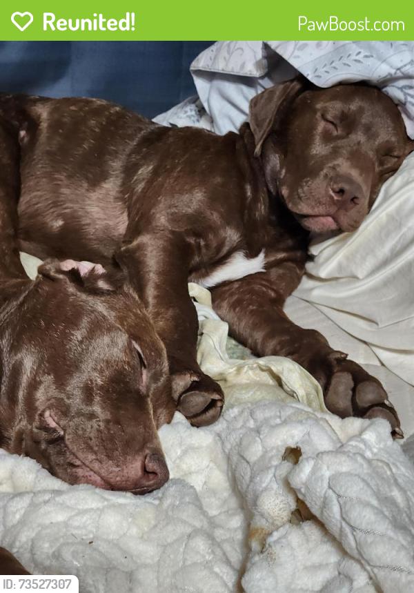 Reunited Male Dog last seen HWY 56, Augusta, GA 30906