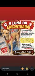 Reunited Female Dog last seen Rua Vento Nordeste, Jardim Sao Carlos (Zona Leste), SP 08062-630