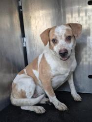 Shelter Stray Male Dog last seen Near BLOCK BUCKBOARD, 4710 TX-151, San Antonio, TX 78227, USA