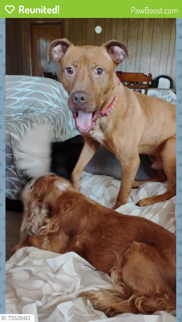Reunited Male Dog last seen Between Play to Learn & Westtown Foods, Kenosha, WI 53140