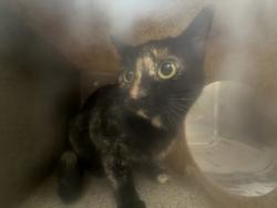Shelter Stray Unknown Cat last seen , 3201 Lacy St, Los Angeles, CA 90031, USA