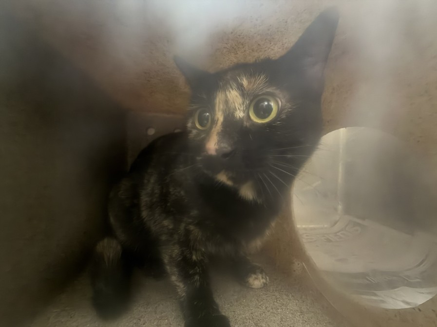 Shelter Stray Unknown Cat last seen , 3201 Lacy St, Los Angeles, CA 90031, USA