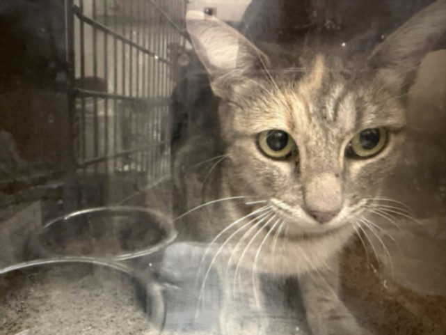 Shelter Stray Unknown Cat last seen , 3201 Lacy St, Los Angeles, CA 90031, USA