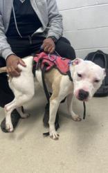 Shelter Stray Female Dog last seen ALAMANCE COUNTY, 221 Stone Quarry Rd, Burlington, NC 27217, USA