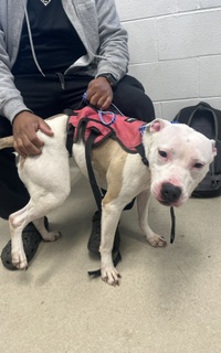Shelter Stray Female Dog last seen ALAMANCE COUNTY, 221 Stone Quarry Rd, Burlington, NC 27217, USA