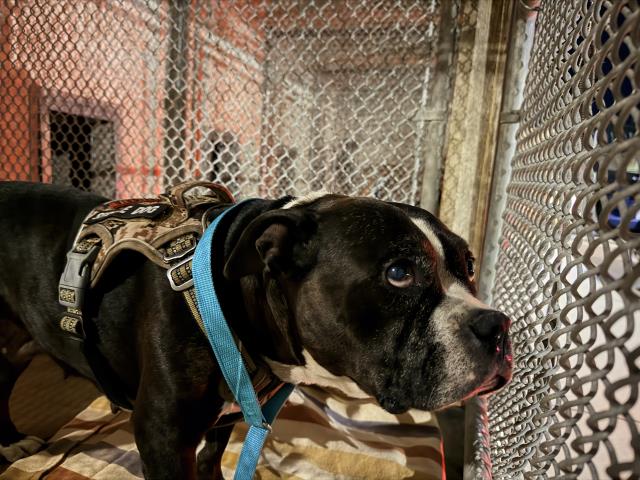 Shelter Stray Female Dog last seen PERRIS X NUEVO, 227 N D St, Perris, CA 92570, USA