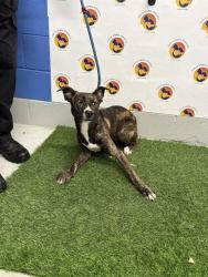 Shelter Stray Female Dog last seen SAN MIGUEL DR & RICHWOD LN, 19640 Dogpatch Ln, Land O' Lakes, FL 34638, USA