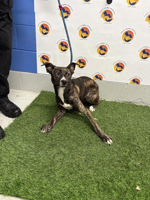 Shelter Stray Female Dog last seen SAN MIGUEL DR & RICHWOD LN, 19640 Dogpatch Ln, Land O' Lakes, FL 34638, USA