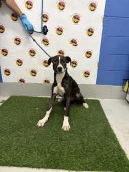Shelter Stray Male Dog last seen SAN MIGUEL DR & RICHWOD LN, 19640 Dogpatch Ln, Land O' Lakes, FL 34638, USA