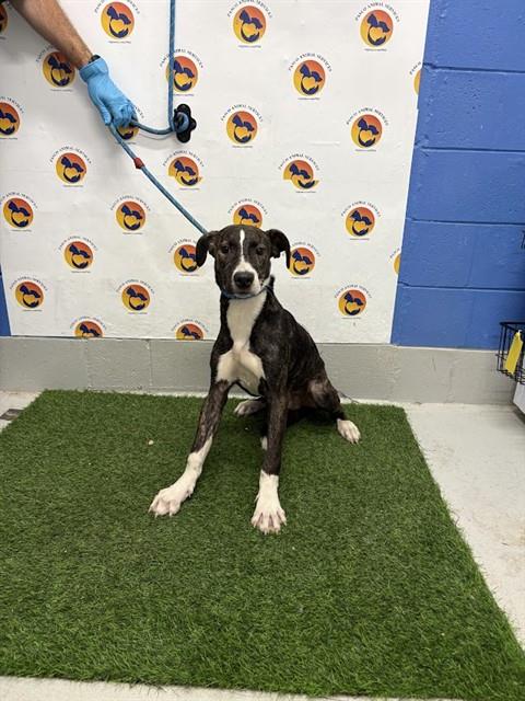 Shelter Stray Male Dog last seen SAN MIGUEL DR & RICHWOD LN, 19640 Dogpatch Ln, Land O' Lakes, FL 34638, USA