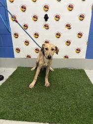 Shelter Stray Male Dog last seen SAN MIGUEL DR & RICHWOD LN, 19640 Dogpatch Ln, Land O' Lakes, FL 34638, USA