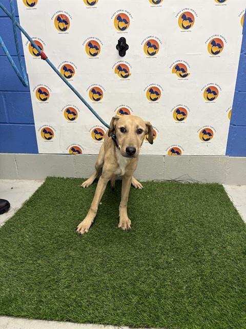 Shelter Stray Male Dog last seen SAN MIGUEL DR & RICHWOD LN, 19640 Dogpatch Ln, Land O' Lakes, FL 34638, USA