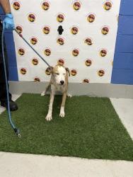 Shelter Stray Female Dog last seen SAN MIGUEL DR & RICHWOD LN, 19640 Dogpatch Ln, Land O' Lakes, FL 34638, USA