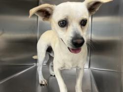 Shelter Stray Male Dog last seen , 957 N Gaffey St, San Pedro, CA 90731, USA