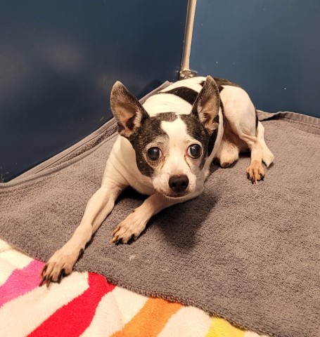 Shelter Stray Male Dog last seen Near BLOCK FRANKFORT ST, DETROIT MI 48213, 1431 E Ferry St, Detroit, MI 48211, USA