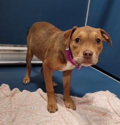 Shelter Stray Female Dog last seen Near BLOCK APPOLINE, DETROIT, MI 48228, 1431 E Ferry St, Detroit, MI 48211, USA
