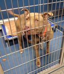Shelter Stray Male Dog last seen Near BLOCK MARLOWE ST, DETROIT MI 48227, 1431 E Ferry St, Detroit, MI 48211, USA