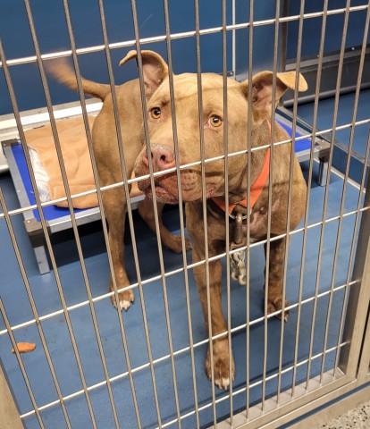 Shelter Stray Male Dog last seen Near BLOCK MARLOWE ST, DETROIT MI 48227, 1431 E Ferry St, Detroit, MI 48211, USA