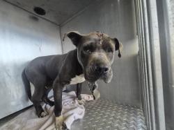 Shelter Stray Male Dog last seen Near BLOCK HURLBUT ST, DETROIT, MI 48214, 1431 E Ferry St, Detroit, MI 48211, USA
