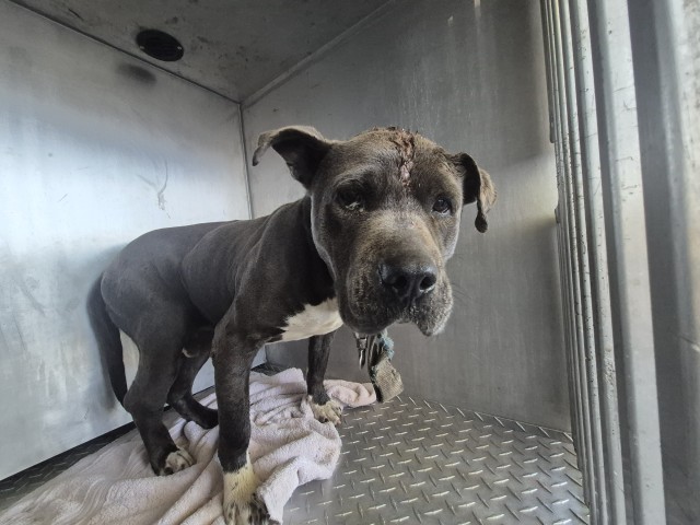 Shelter Stray Male Dog last seen Near BLOCK HURLBUT ST, DETROIT, MI 48214, 1431 E Ferry St, Detroit, MI 48211, USA
