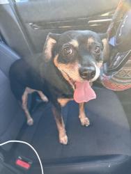 Found/Stray Female Dog last seen The Circle K at the intersection of Columbia rd and Washington rd, Augusta, GA 30907